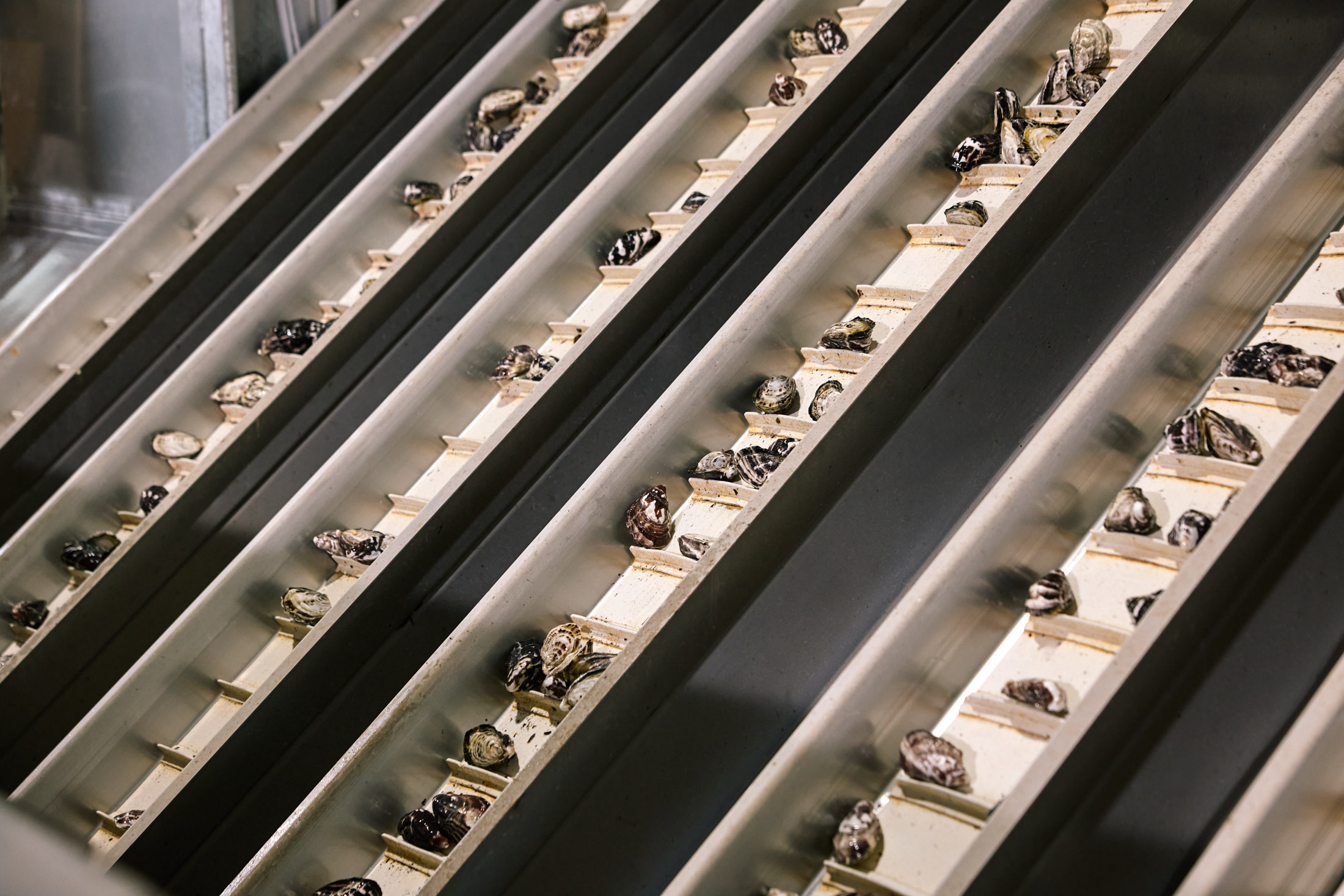 Automated Grading